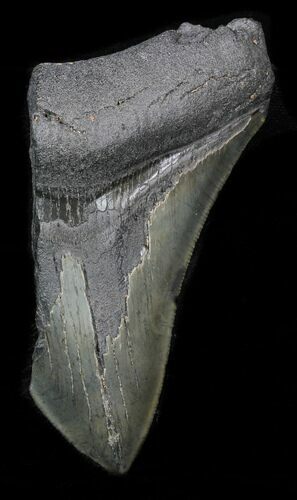 Partial, Megalodon Tooth #32906
